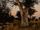
	
	
		safari bushveld
	
